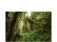 Habitats: Rainforest