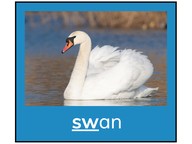 Consonant blends and digraphs