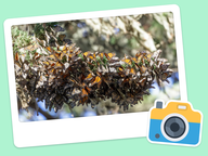 Foto van de dag: Flora & Fauna #005