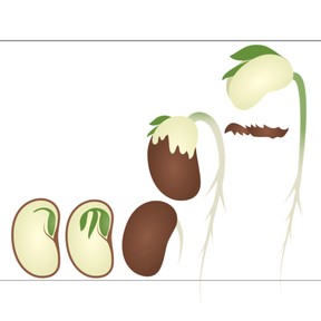How plant structures help them survive and reproduce