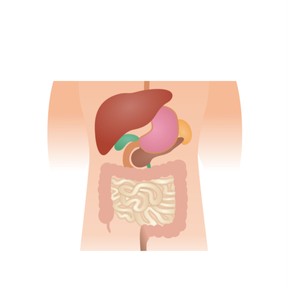 The digestive system