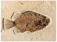 Fossils