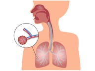 The respiratory system
