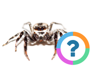 Klassenquiz: Dieren - Spinnen