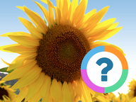 Klassenquiz: Zomer