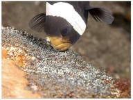 Characteristics of fish