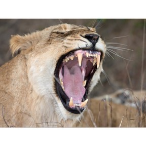 Animals' teeth