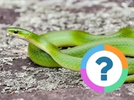Klassenquiz: Tiere - Klassifizieren