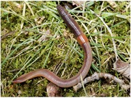 Producers, consumers, and decomposers