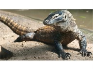 Characteristics of reptiles