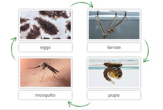 Metamorphosis: Mosquito