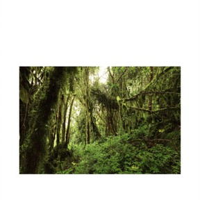 Habitats: Rainforest