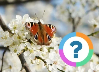 Quiz pour la classe: Animaux- Papillons