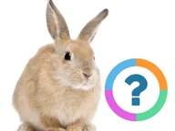 Quiz pour la classe: Animaux - Animaux de compagnie