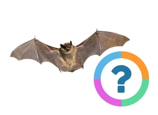 Quiz pour la classe: Animaux- Animaux Uniques