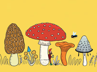 Blufcursus: Paddenstoelen