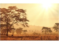 Forests and grasslands