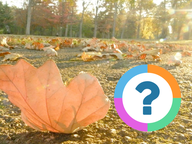 Klassenquiz: Seizoenen - De herfst
