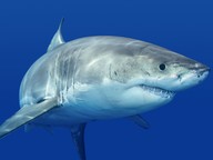 Sharks!