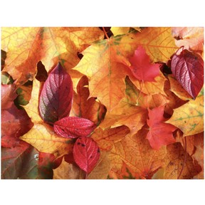 Fall/Autumn