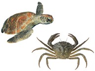 Comparing animals: guinea pigs & rabbits, turtles & crabs, etc.