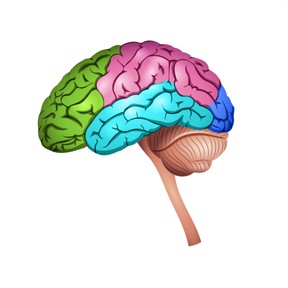 The brain