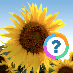 Klassenquiz: Zomer