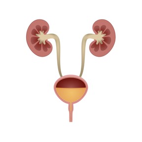 The excretory system