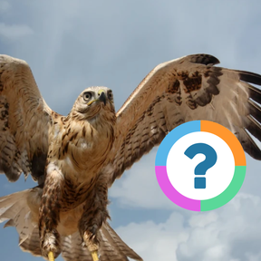 Klassenquiz: Dieren - Vogels