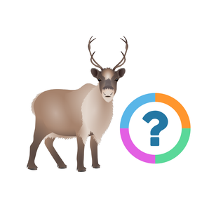 Klassenquiz: Kerst
