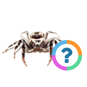 Klassenquiz: Dieren - Spinnen