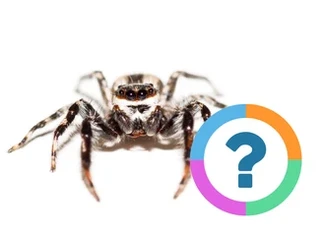 Quiz pour la classe: Animaux- Araignées