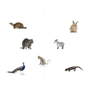 How animals change their environments