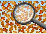 Dagstarters: Verborgen object (herfst)