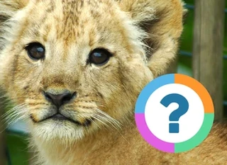 Quiz pour la classe: Faits sur les animaux