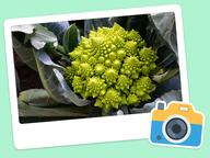 Foto van de dag: Flora & Fauna #012