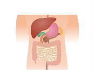 The digestive system
