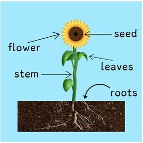 Parts of a plant