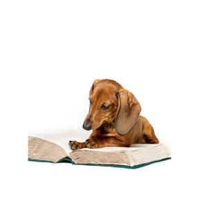 Print the letter Dd