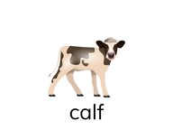 Spell frequently occurring irregular words