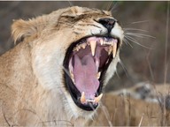Animals' teeth