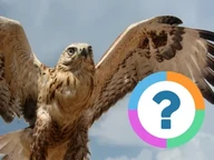 Klassenquiz: Tiere- Vögel
