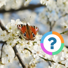 Klassenquiz: Dieren - Vlinders