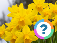 Klassenquiz: Engels - De natuur