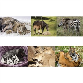 Behavior between parents & offspring that help offspring survive