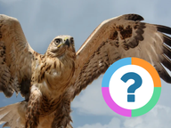 Klassenquiz: Dieren - Vogels