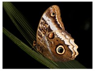 Mimicry in nature