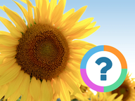 Klassenquiz: Natuur - Bomen, bloemen 