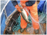 Overfishing