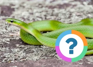 Quiz pour la classe: Animaux - Classification
